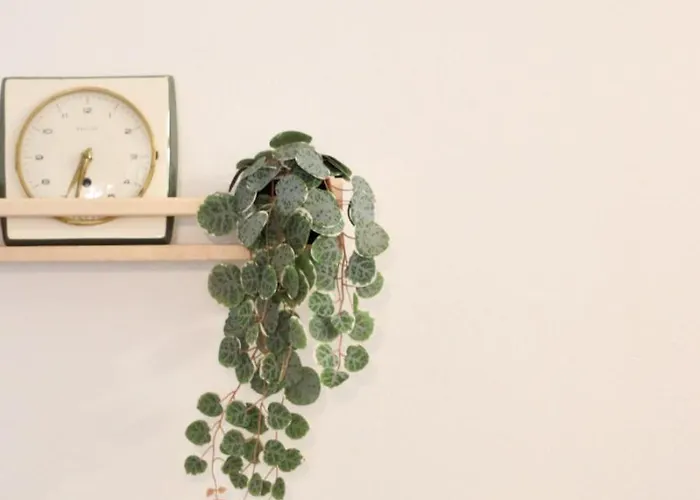 Apartamento The Modern Fifties *